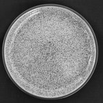 Studio Grey plate 17 cm